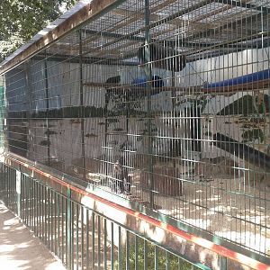 Black mangaey enclosure