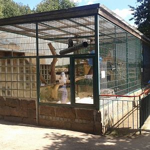 Diana monkey enclosure