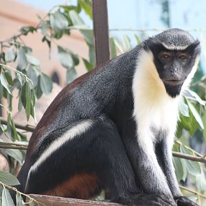 Diana monkey
