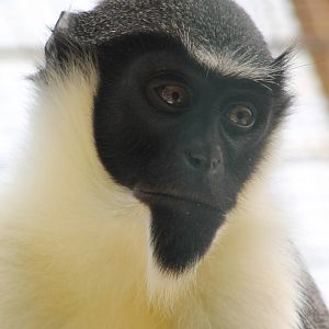 Diana monkey