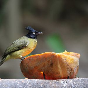 Black-crested Bulbul