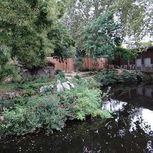 Paddock of Panthera leo persica