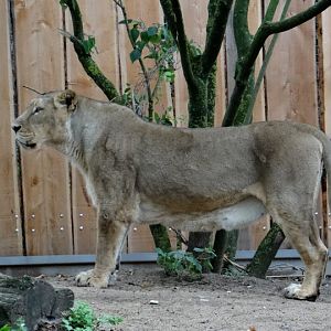 Panthera leo persica