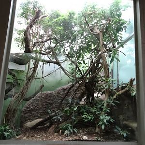 Container of Felis rubiginosus phillipsi