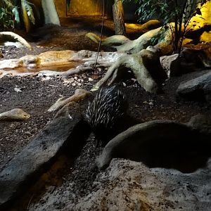 Tachyglossus aculeatus