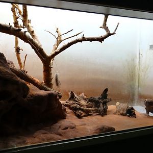 Container of Helogale undulata