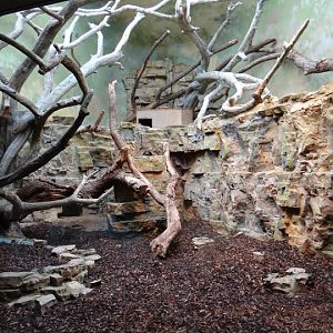 Container of Tamandua teradactyla
