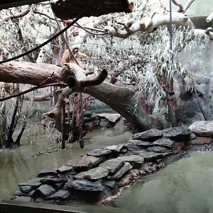 Container of Saimiri boliviensis