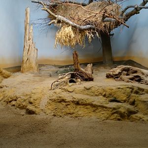 Container of Xerus inauris