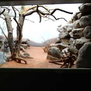 Container of Procavia cavensis