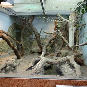 Terrarium of Varanus s.cumingi