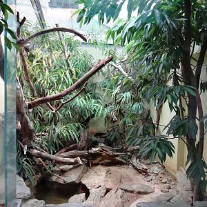 Terrarium of Ctenosaura bakeri