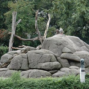 Paddock of Papio hamadryas