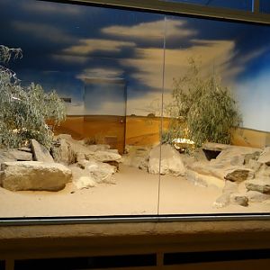 Container of Vulpes zerda