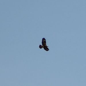 Rough-legged buzzard