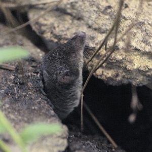 Water shrew