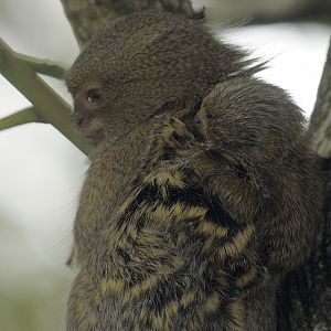 Pygmy marmoset infant