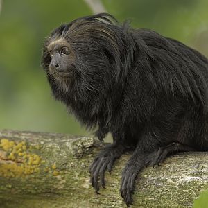 Black lion tamarin