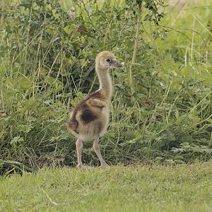 Black-necked crowned crane chick