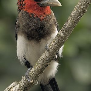 Brown-breasted barbet
