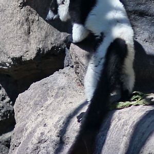bw ruffed lemur