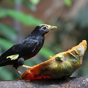 Another Bird ID Needed?