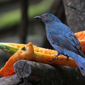 One More Bird ID Please