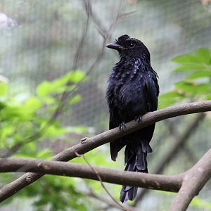 Yes, Another Bird ID Needed