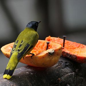 Black-headed Bulbul?