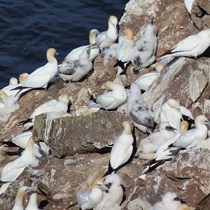 Gannets at troup head