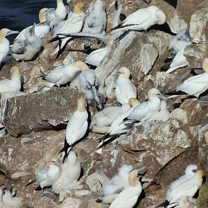 Gannets at troup head