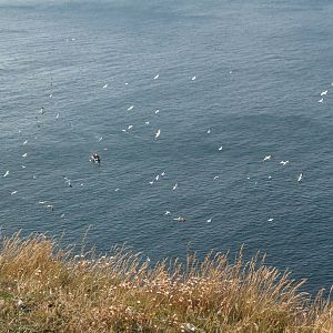 gannets at troup head