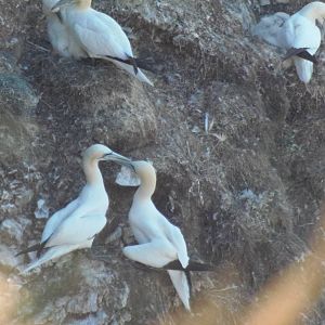 gannet courtship ritual
