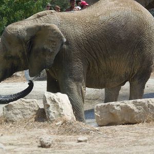 African elephant