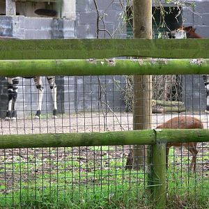 Natal Red Duiker and Okapi at Chester Zoo, 28/08/13