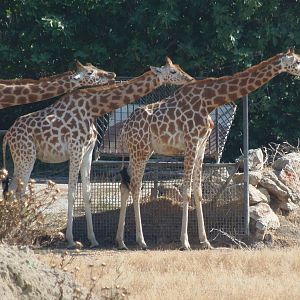 Kordofan Giraffes