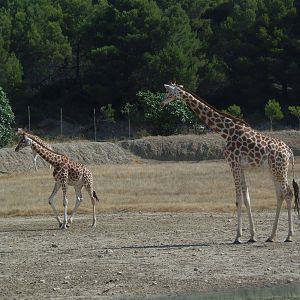 kordofan giraffes