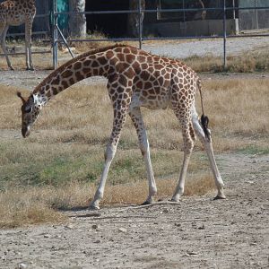 kordofan giraffe young