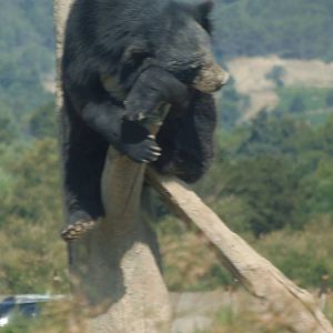 asian black bear