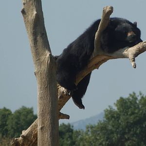 asian black bear