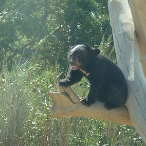 asian black bear cub