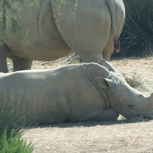 white rhinos