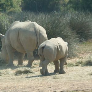 white rhinos