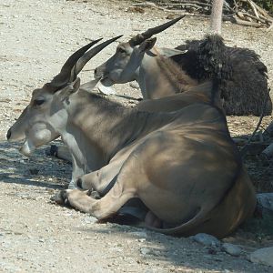 Cape eland