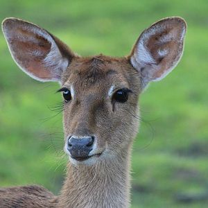 Brow Antlered Deer