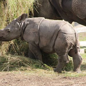 Indian Rhino calf, Komala