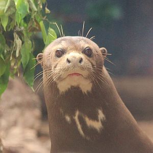 Giant Otter