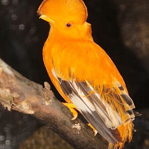 Guianan Cock-of-the-rock (Rupicola rupicola)