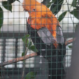 Andean Cock-of-the-rock (Rupicola peruvianus)