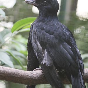 Long-wattled Umbrellabird (Cephalopterus penduliger) male